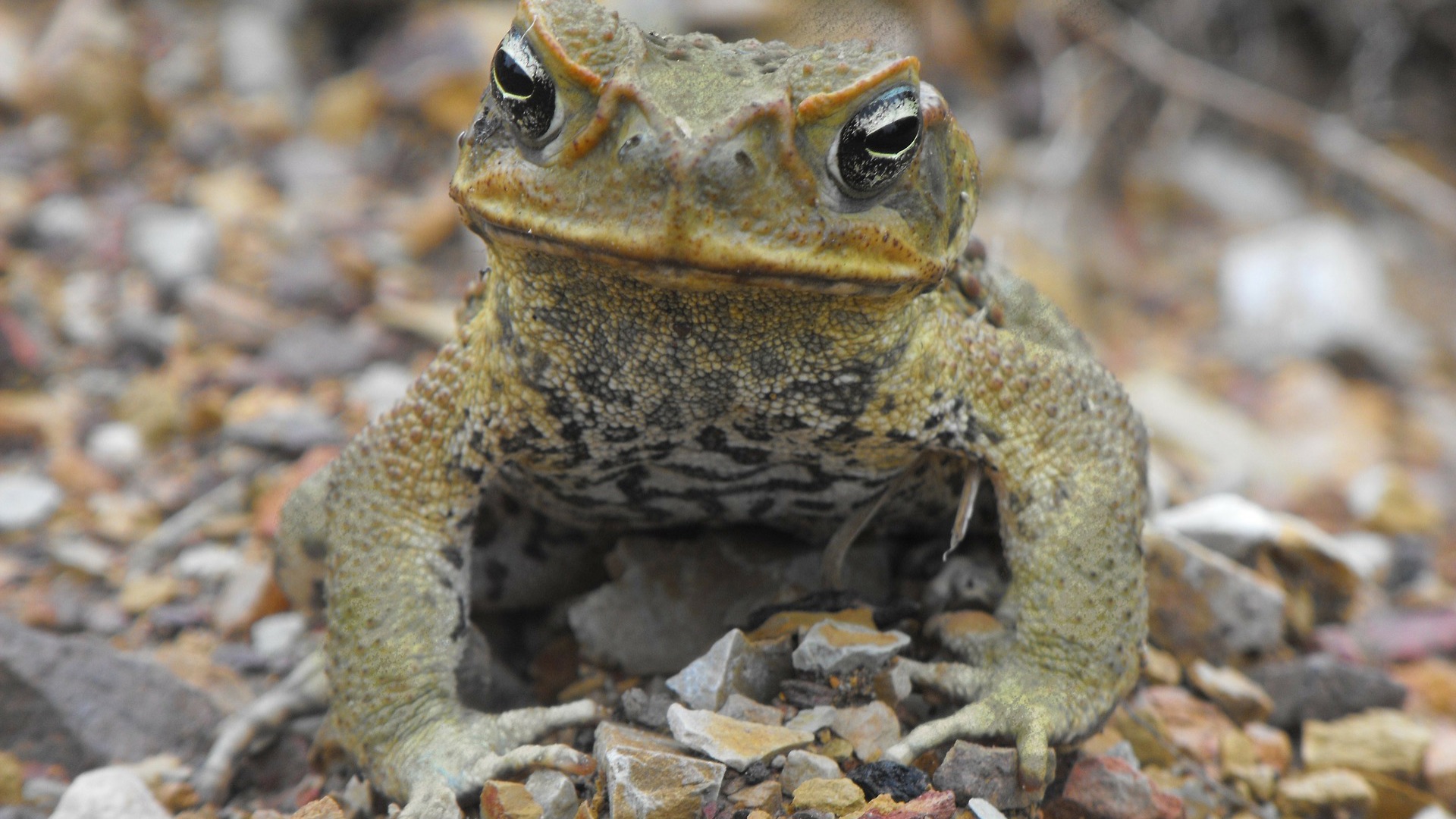 You’ll never think of cane toads in quite the same way again