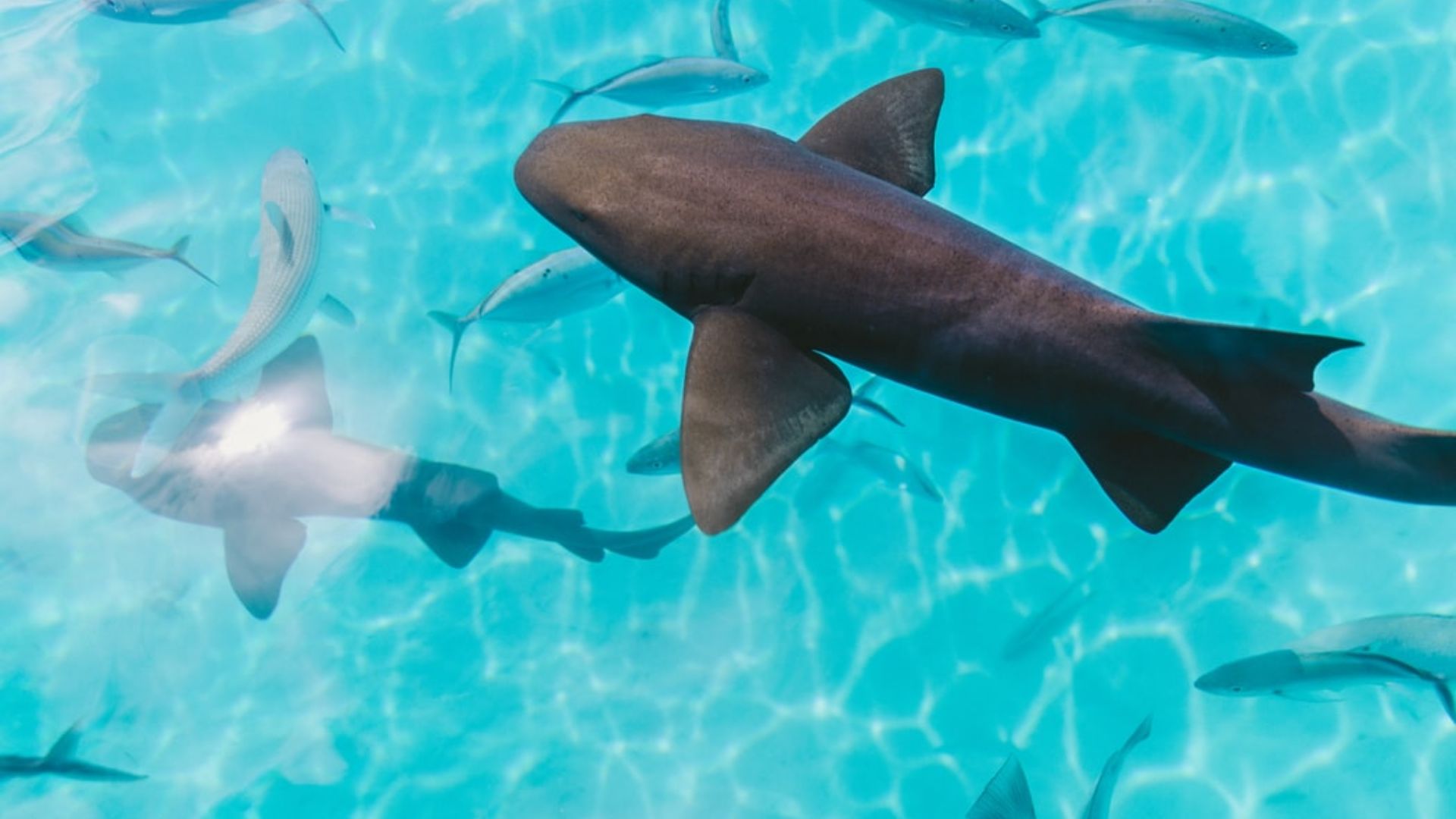 Researchers seek participants for shark conservation and management