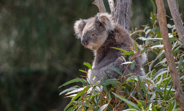 COVID-19, bushfires and drought prove wildlife health is one of the emerging challenges of our time