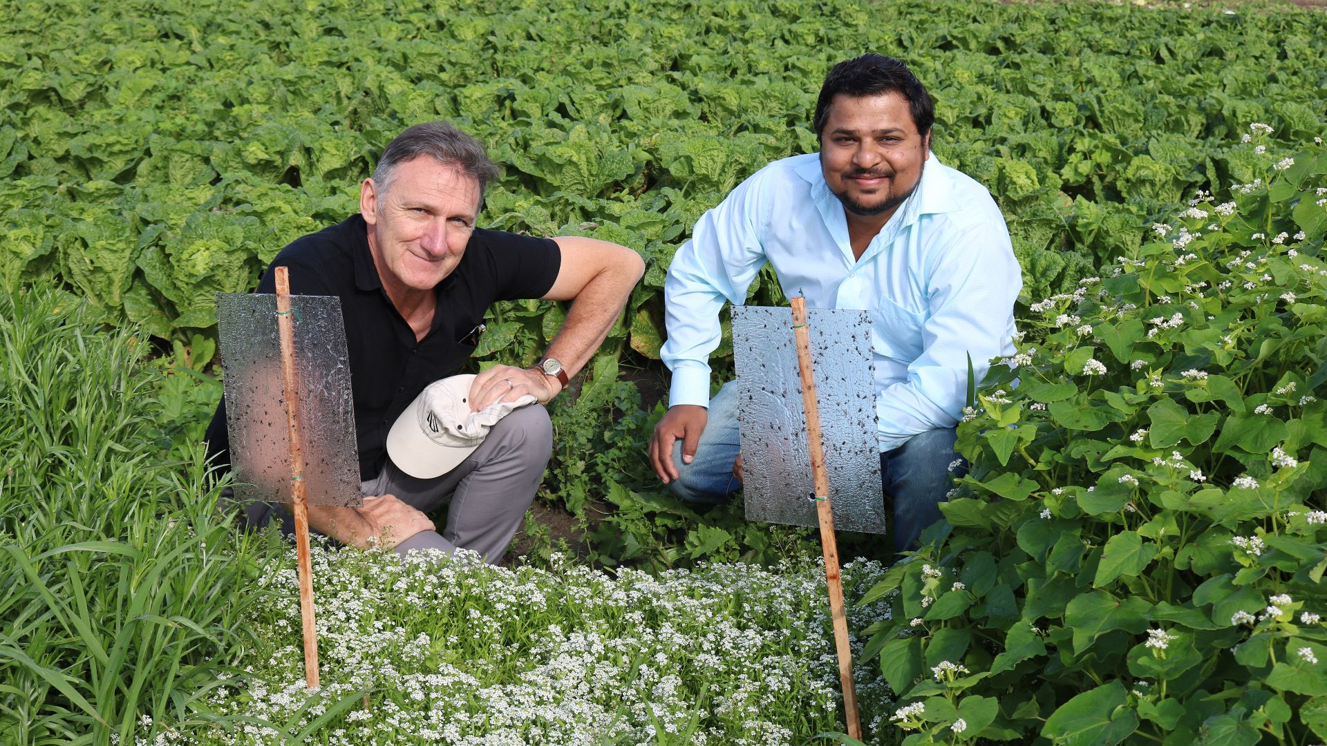 Flowering field trials to beat vegetable pests