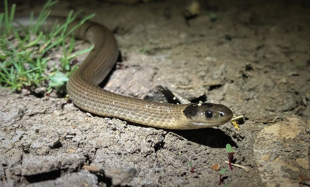 Charles Sturt study into rare animal sighting in Murrumbidgee wetlands