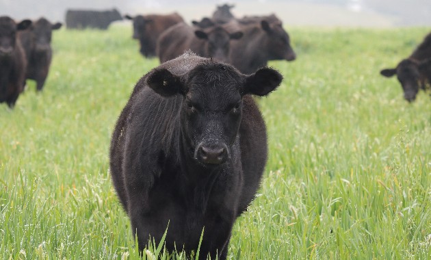 New research targets bloat in southern beef production systems