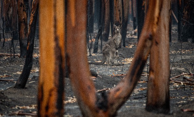 Why wildlife flee from some dangers, but not others