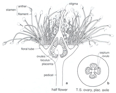 Cross section of a Semi Inferior ovary