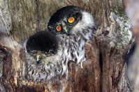 Barking Owls