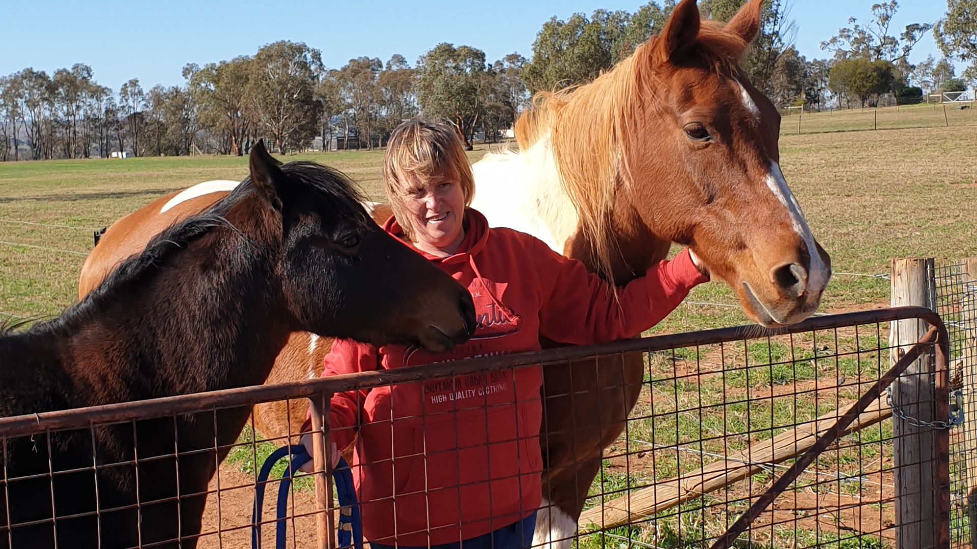 Equine academics present evidence on how to improve a horse’s quality of life