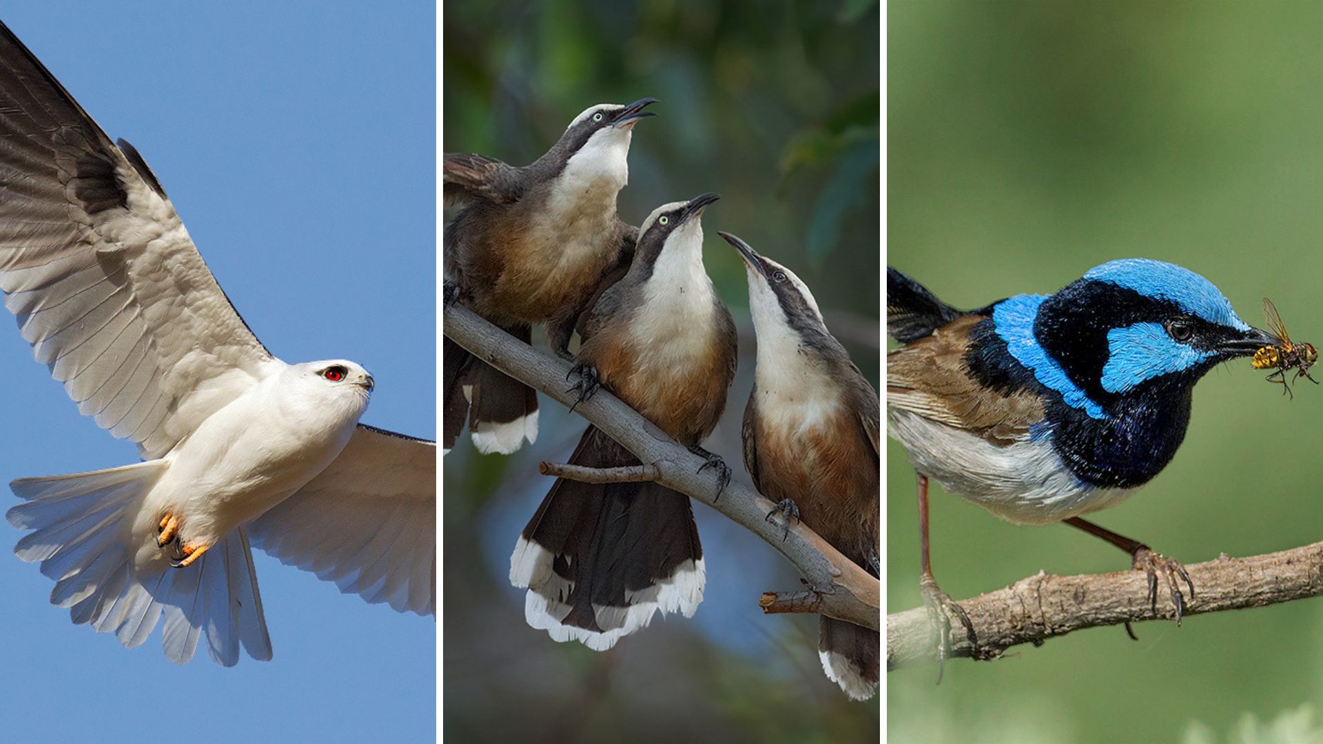 Breakfast with the birds, to feed your ecological knowledge 