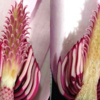 The images are part of a single Magnolia flower. The long finger-like structures at the base of the flower are the stamens. The curved structures are the numerous styles, each of which extends into a separate ovary.