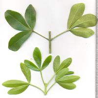 Compound Leaves - Trifoliolate