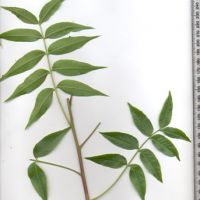 Compound Leaves - Pinnate