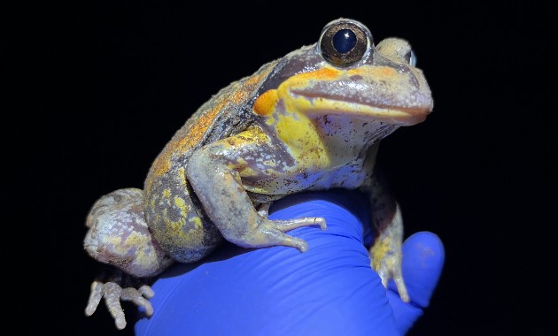 Reptiles and amphibians, they are just like us 