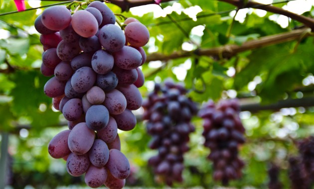 Australian vine health technology set to improve wine grape yield