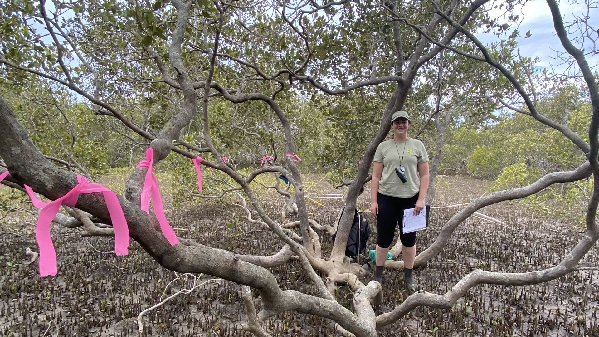 Research looks to the past to develop the future of mangrove management