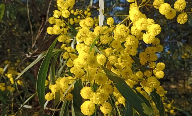 Wattle - the floral emblem worth treasuring