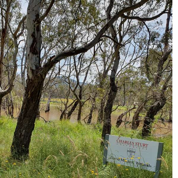 David Mitchell Wetlands Albury-Wodonga campus
