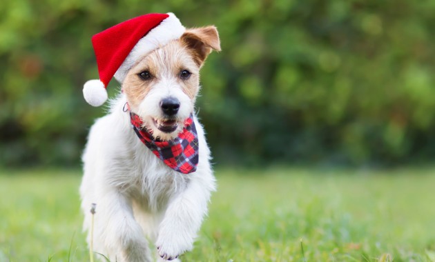 Woof! How to keep your furry friend safe this festive season