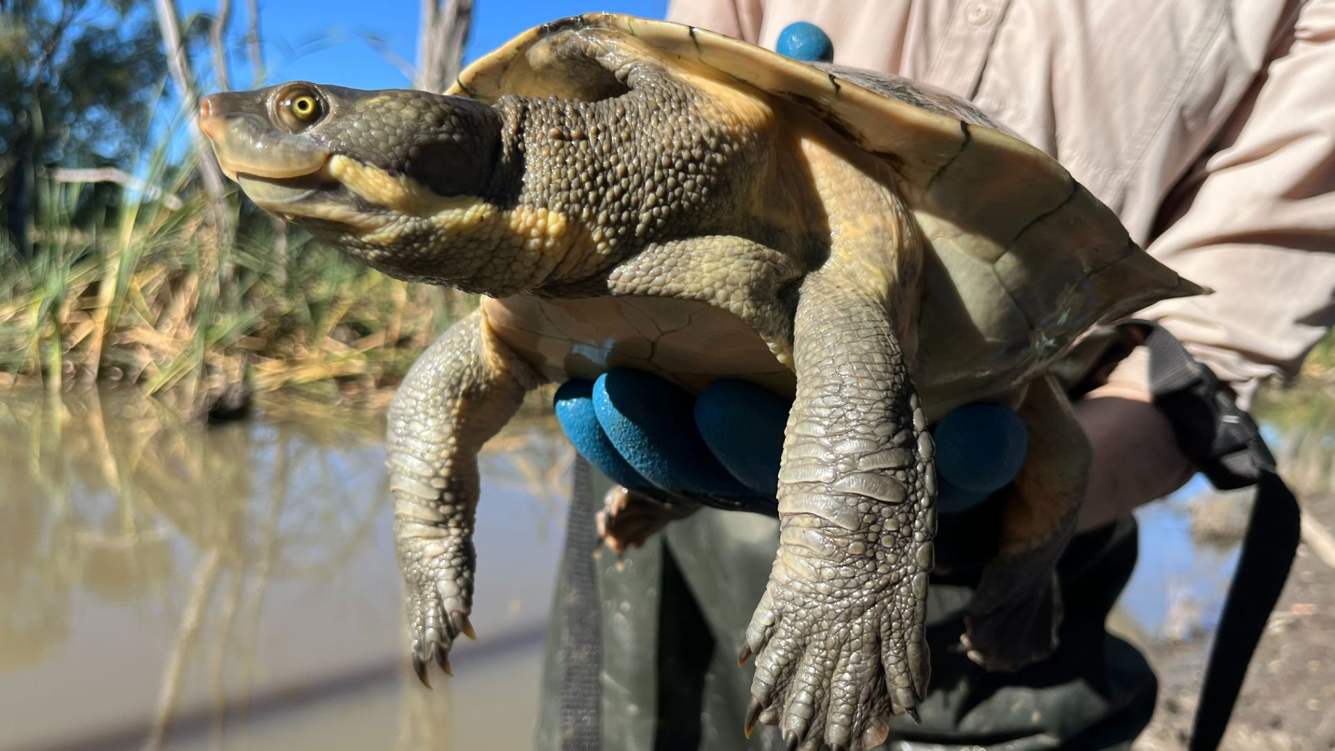 Three species of freshwater turtles benefit from Murrumbidgee environmental water management