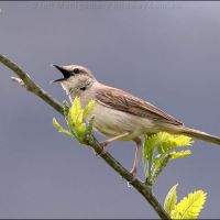 Rufous Songlark (<em>Cincloramphus mathewsi</em>)