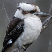 Laughing Kookaburra (<em>Dacelo novaeguineae</em>) Wiradjuri - gugubarra.