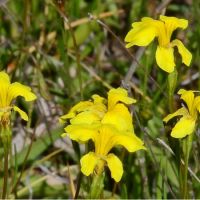 Scrambled Eggs  (<em>Goodenia pinnatifida</em>)