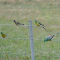 Red–rumped parrot (<em>Psephotus haematonotus</em>)