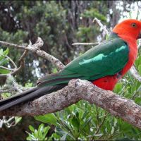 King-Parrot (<em>Alisterus scapularis</em>)
