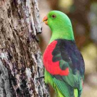 Red-winged Parrot (<em>Aprosmictus erythropterus</em>)