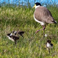 Plover and chicks (<em> Charadriinae </em>) Wiradjuri name for all animals that fly is budyaan.