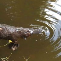 Platypus (<em>  Ornithorhynchus anatinus </em>) found in the Murrumbidgee River Wiradjuri - biladurang