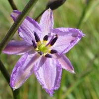 Chocolate lilly (<em>Arthropodium strictum</em>)