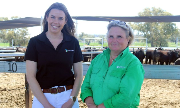 Charles Sturt feedlot trial shows promising results for cattle quality