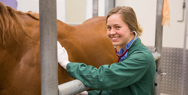 Animal, equine and veterinary sciences