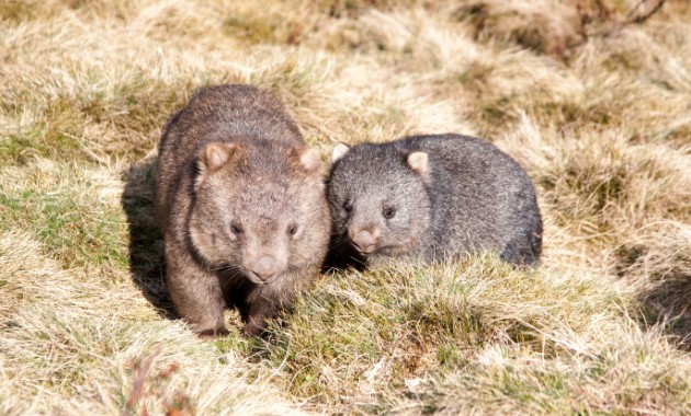 It’s a terrible idea to pick up or interfere with wild animals, especially baby wombats; here’s why