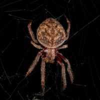 Garden Orb-weaver (Eriophora transmarina)