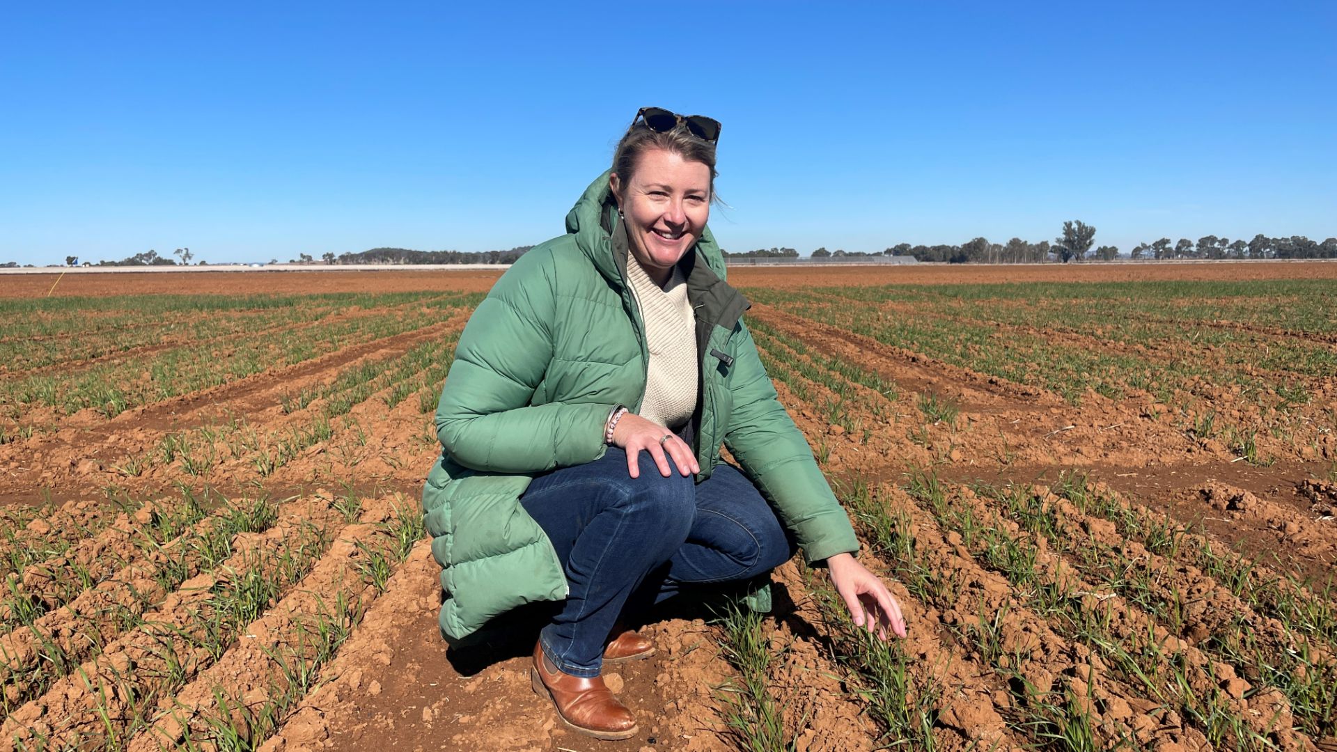 Frost research to assist with $360 million annual loss of wheat production