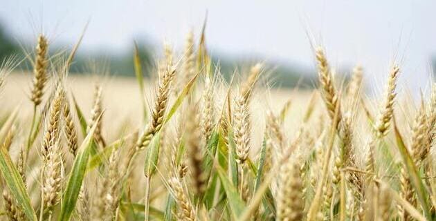 Gulbali Institute to lead regional node in $47 million national Weed Management Initiative