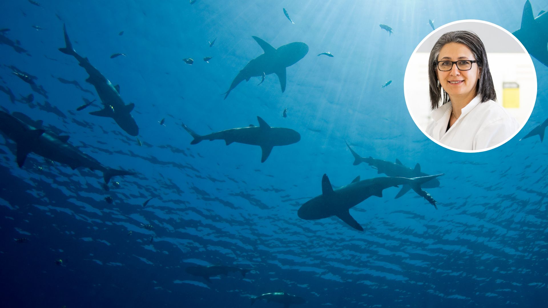 Four shark bites in 48 hours: how what we do on land may shape shark behaviour 