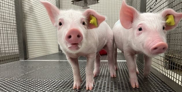 How best to feed a growing brain?