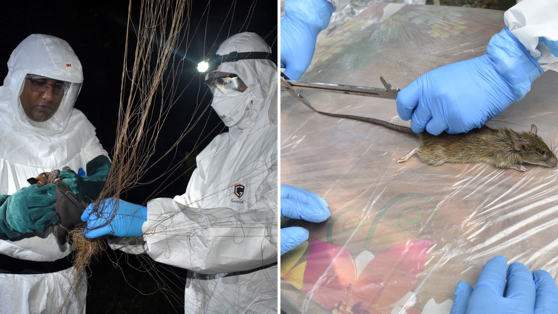 Hantavirus research explores spillover of diseases between wildlife, livestock and humans