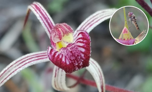 Preserved orchids show pollination has fallen 60 per cent since the 1970s 