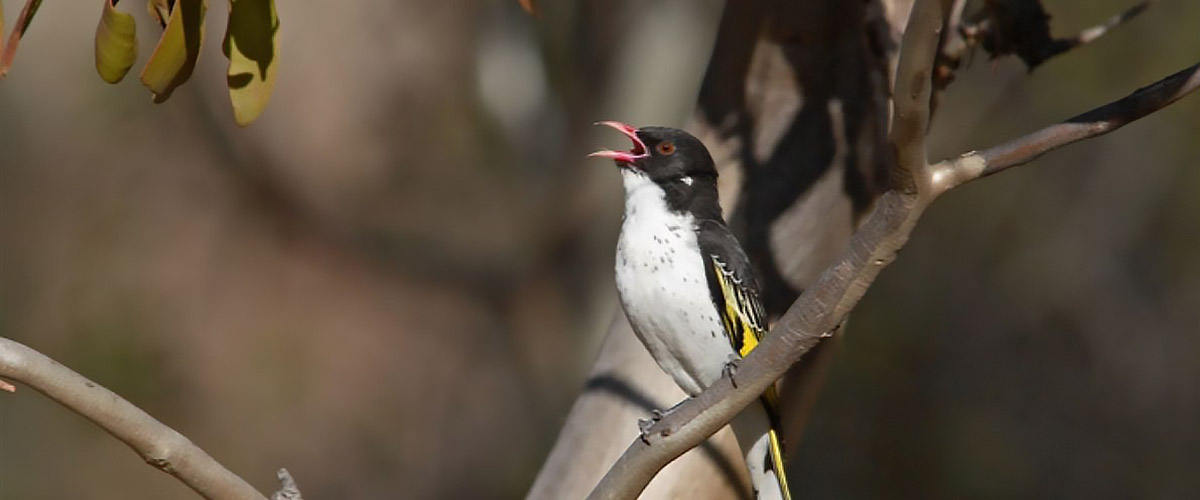 Automated Acoustic Biodiversity Monitoring for Woodland Birds card image
