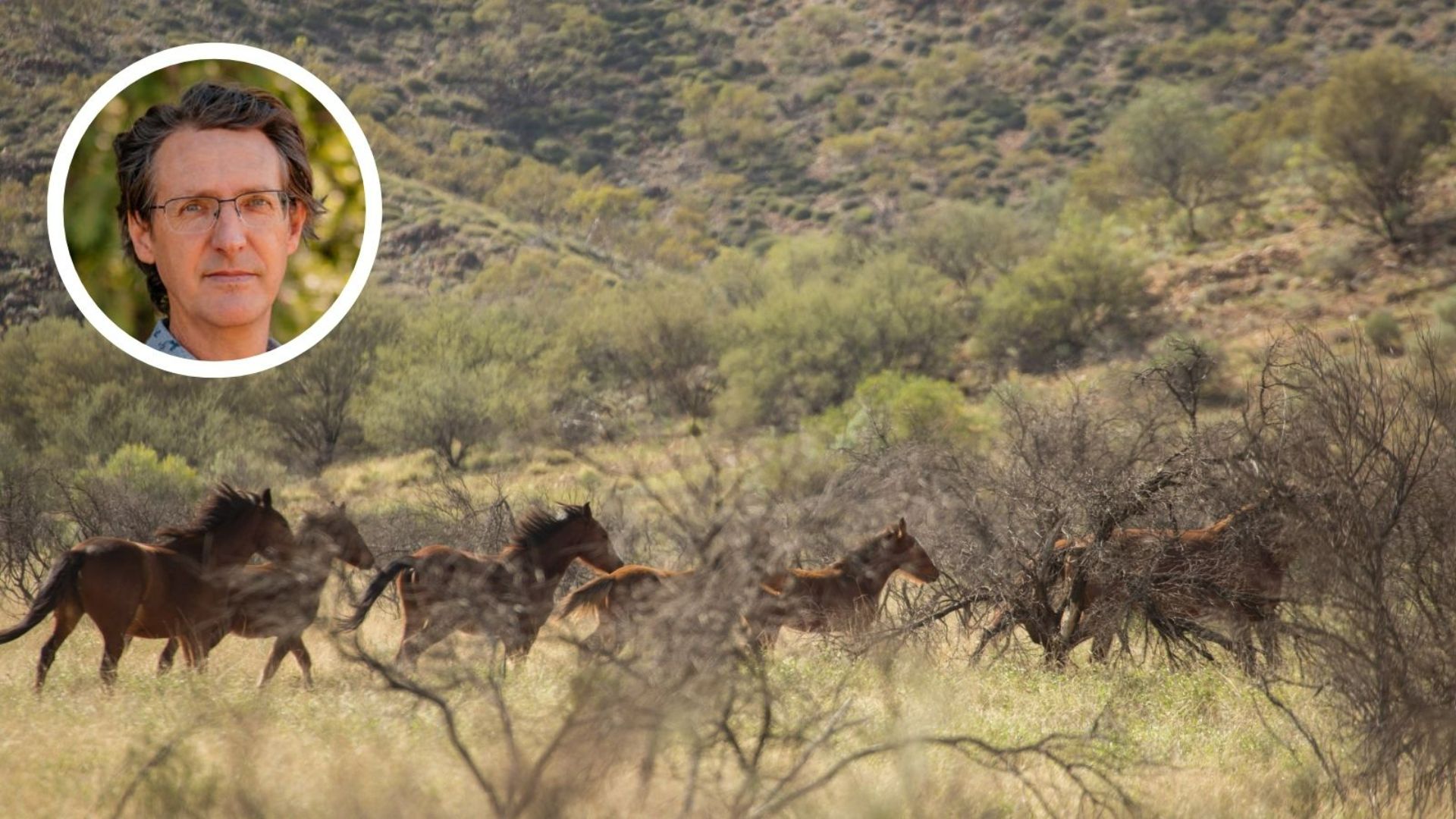 A court will decide the future of Yuraygir feral horses. That matters for native plants and animals