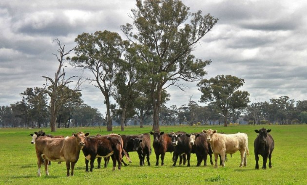 A chance to Connect on safeguarding the future of Australia’s $8.4 billion beef industry