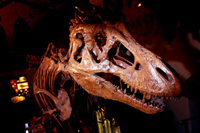 A looming T.rex at the Australian Fossile and Mineral Museum
