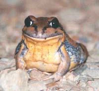 Inland Banjo Frog (Limnodynastes interioris) found in the Riverina region.