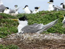 A Crested Tern colony.