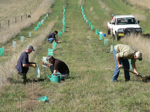 CSU staff at Orange planted more than 200 native trees as part of a local biodiversity project. 