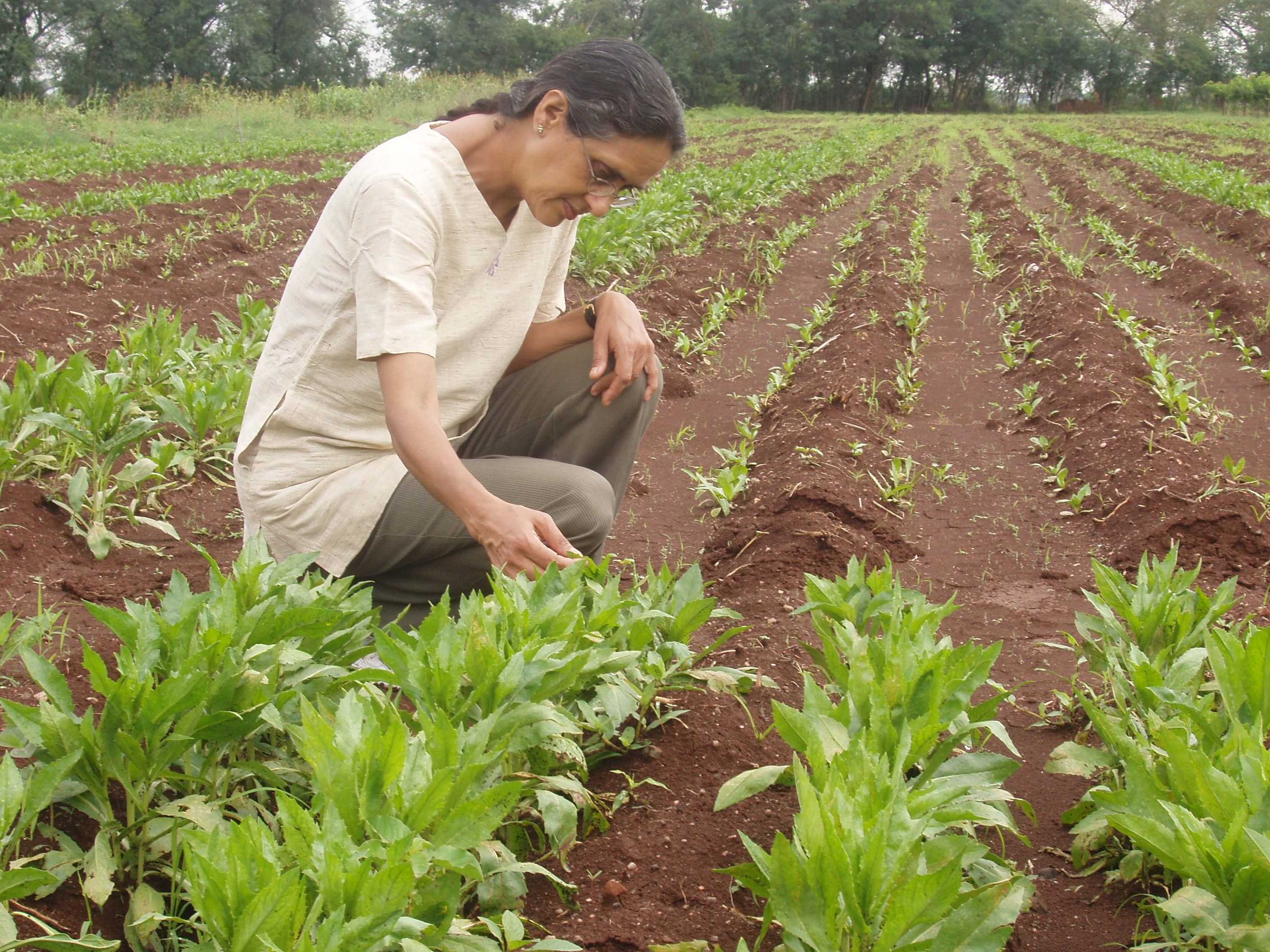 Dr Nandini Nimbkar inspecting safflower trial plots in Maharashtra, India
