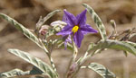 Silverleaf Nightshade in flower