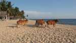 Cows on a beach on the Vietnamese island of Phu Quoc. Photo courtesy of Mr David Gale.